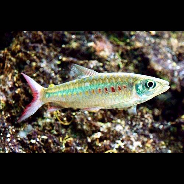 Chalceus macrolepidotus M